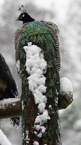 降雪后的武汉动物园 栖息在枝头的孔雀.jpg