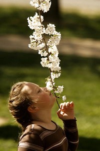 美丽的樱花 (2).jpg
