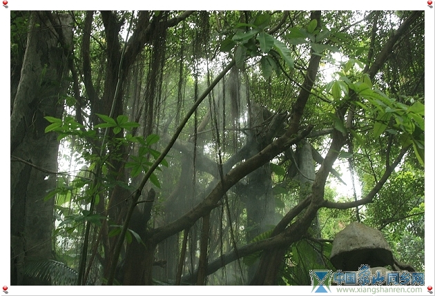 热带雨林