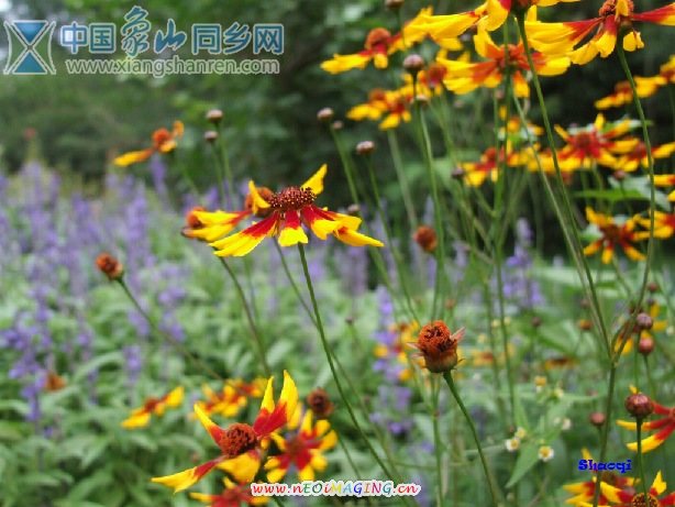 2007_0604香山00532.jpg