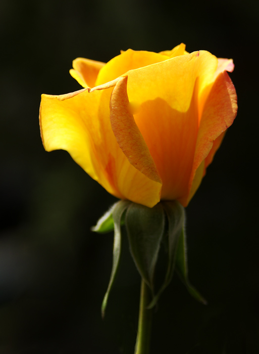 PICT0175.jpg