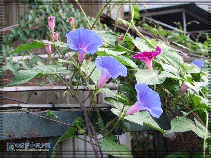 2007_0725喇叭花0041.jpg