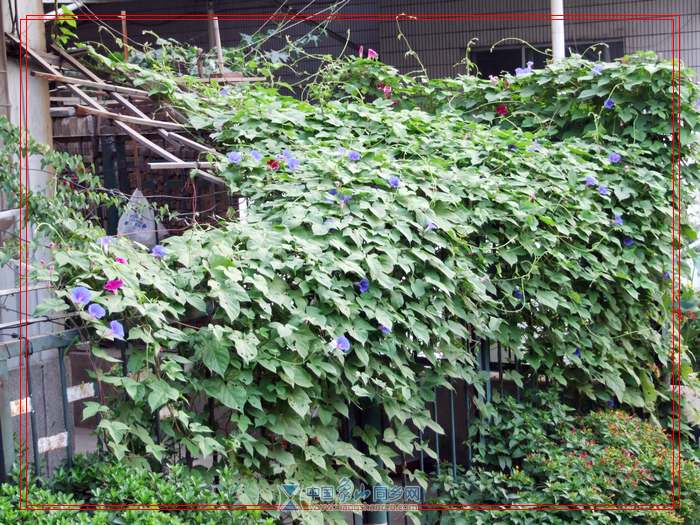 2007_0725喇叭花0019.jpg