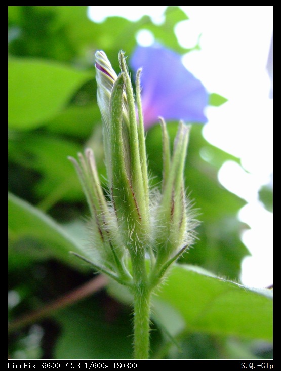 2007_0725喇叭花0032.jpg