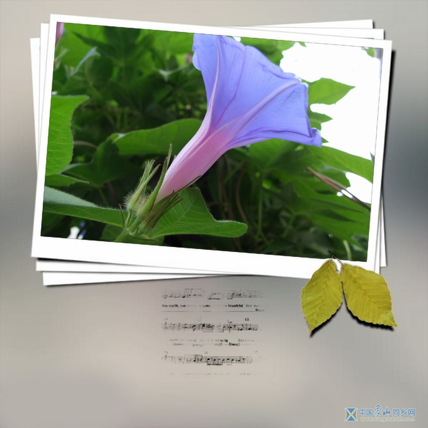 2007_0725喇叭花0025.jpg
