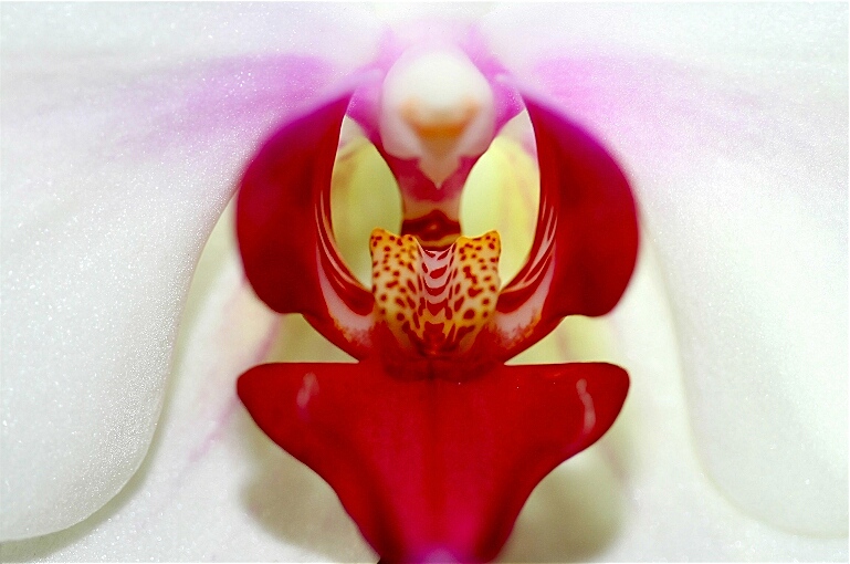 花心