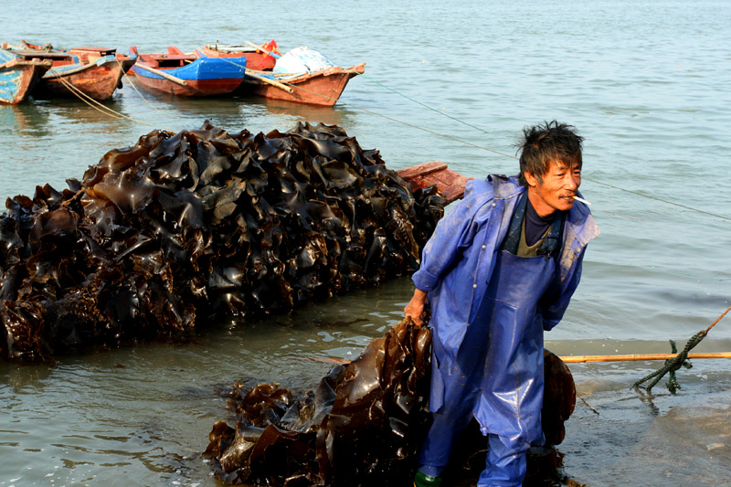 海带丰收.jpg