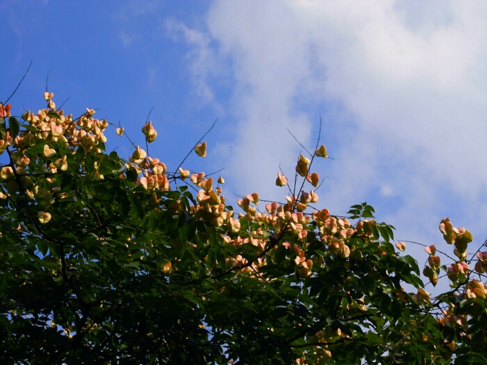 R0012539.jpg