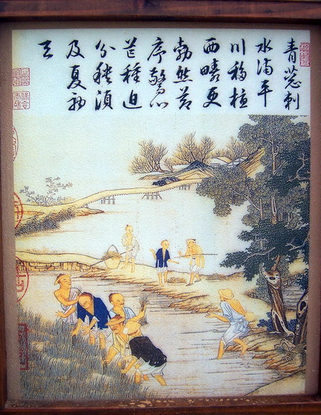 拔秧