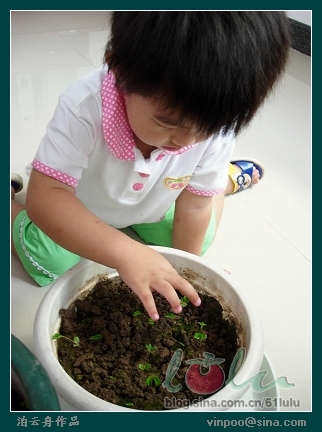 071001含羞草.jpg