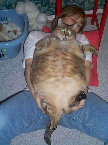最真实的加菲猫