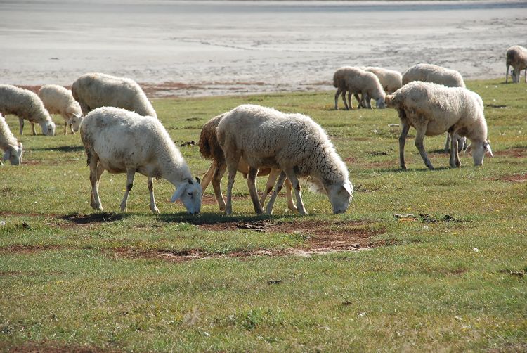 DSC_1101.JPG