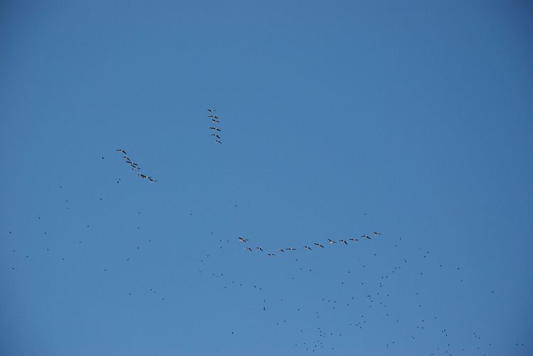 DSC_1336.JPG