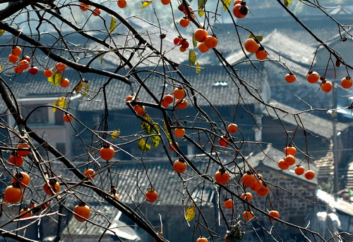 DSC_0522.jpg