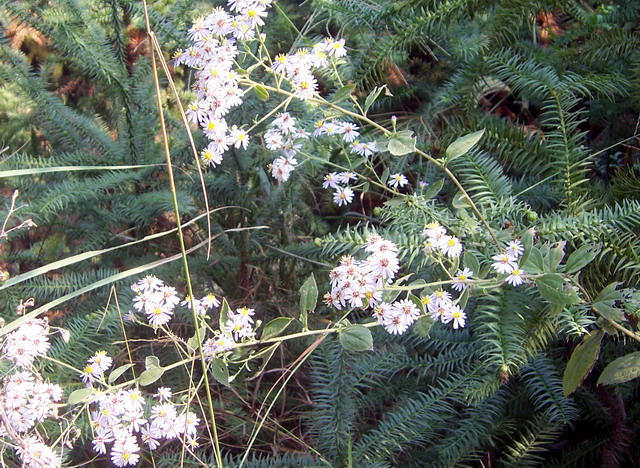 100_2004.jpg