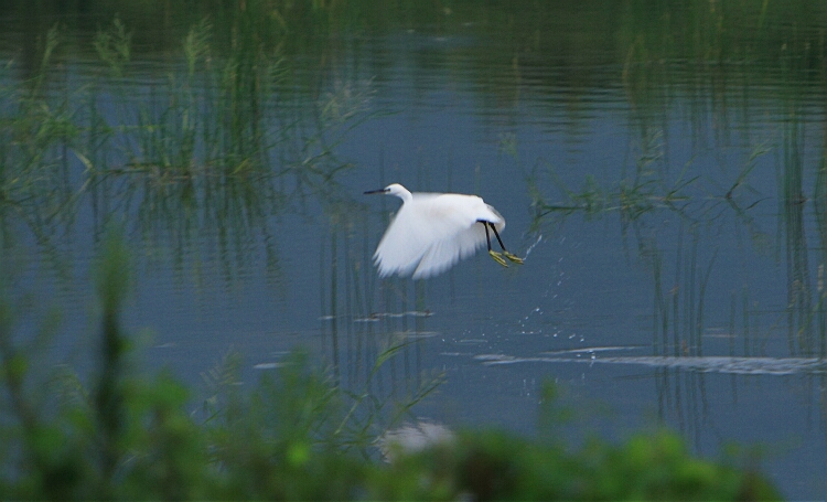 IMG_4065.jpg