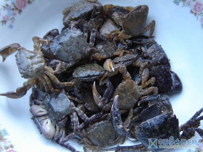 沙蟹.jpg