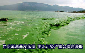 滇池暴发蓝藻.jpg