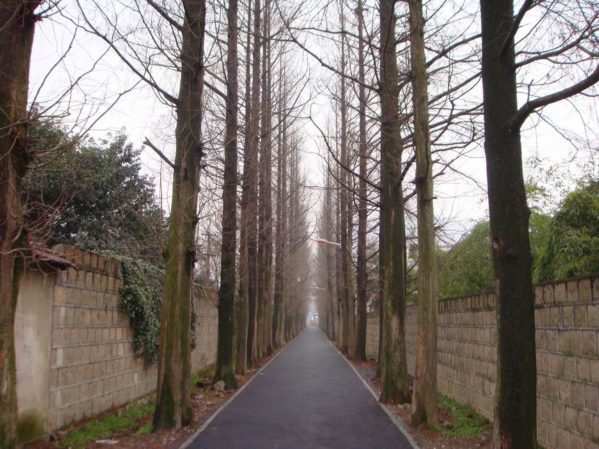 优美的小路