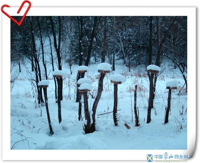 雪蘑菇1.jpg