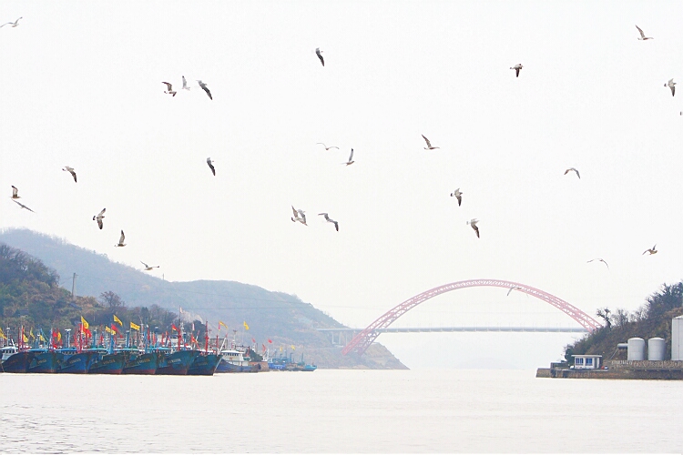 海鸥.jpg