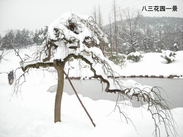 八三医院花园2.jpg