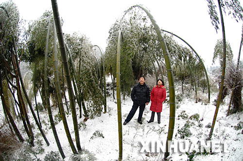 这是湖南宁乡县境内一片因冰冻不堪重负而折腰的竹林