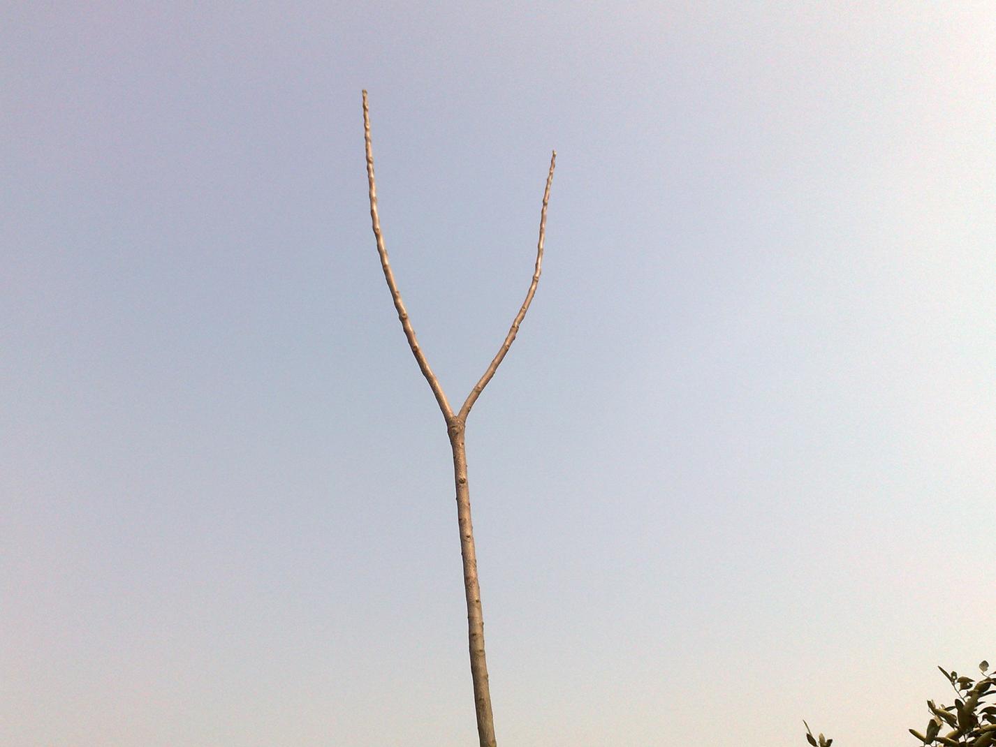 20080216135.jpg