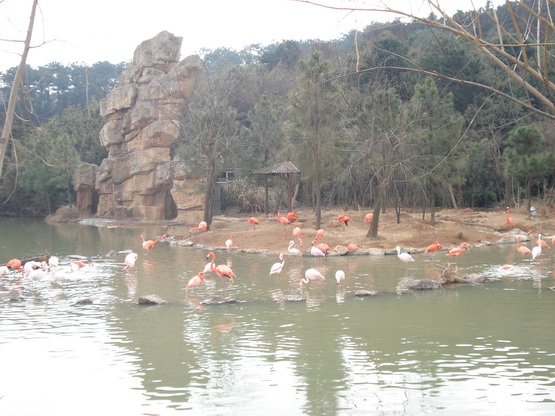 火烈鸟.JPG
