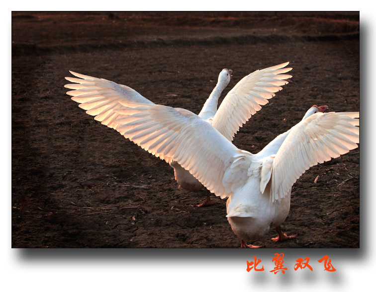 比翼双飞