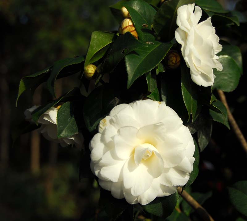 DSC_2287.jpg