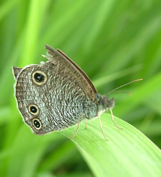 蝴蝶 1054.jpg