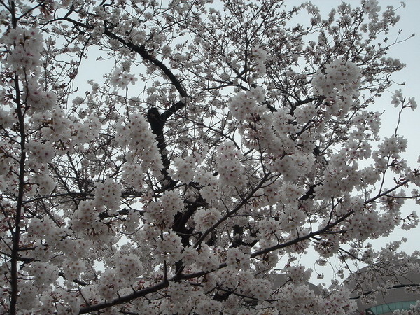 DSC08563.jpg