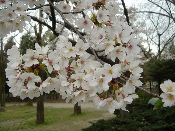 DSC08614.jpg