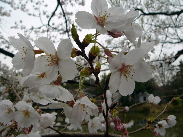 DSC08591.jpg