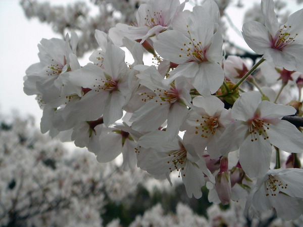 DSC08580.jpg
