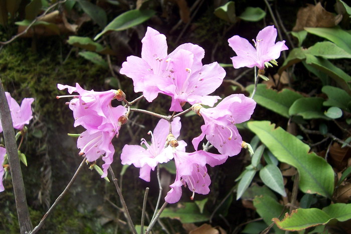 紫色杜鹃花