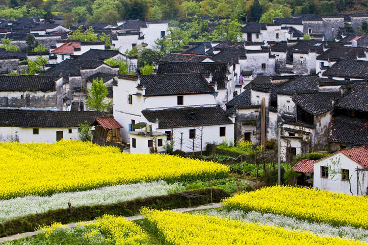 婺源春.jpg
