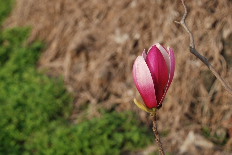 DSC_0290.JPG