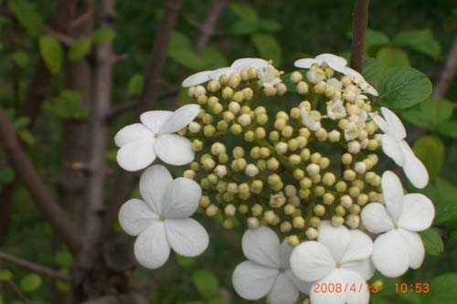 琼花
