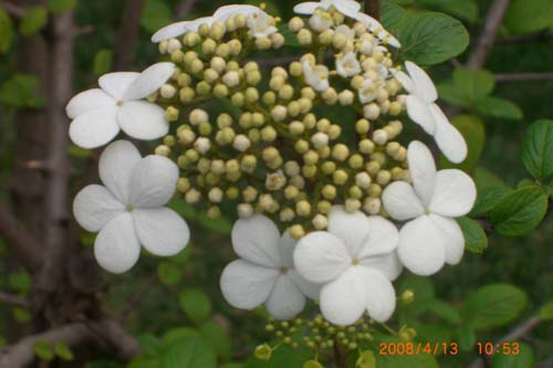 琼花