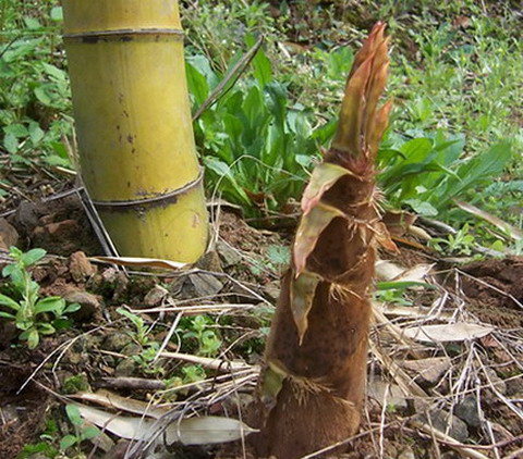 20080402_6a424c48d57768665693aJPe58tYu2S8.jpg