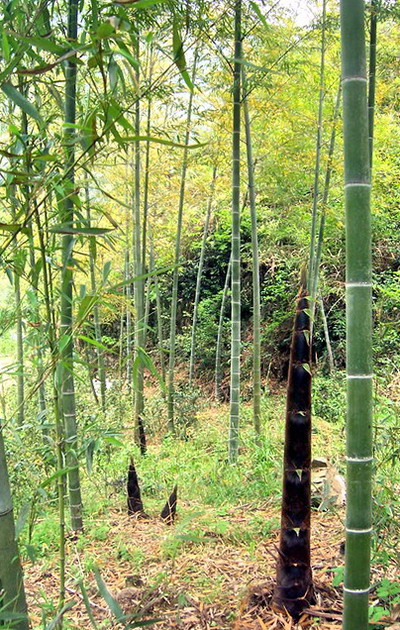 20080413_6ec239d7acfd60dbd9cf4aRBiukmv3T3.jpg