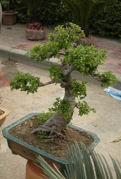 DSCN1075a.jpg