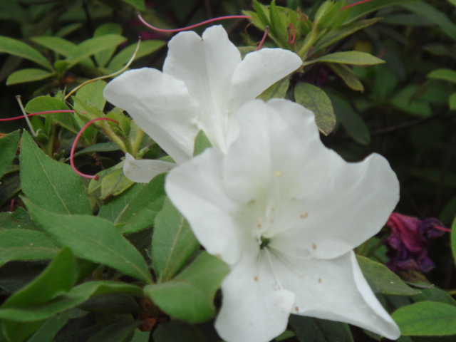 DSC00575.JPG