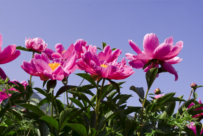 芍药花xiao .jpg