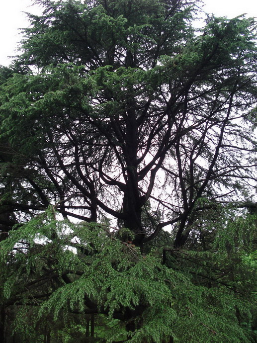 中山陵 (1).jpg