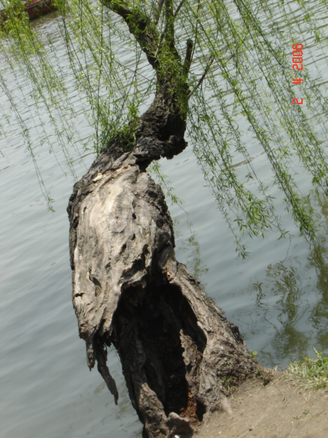好有个性的树哦｀｀｀