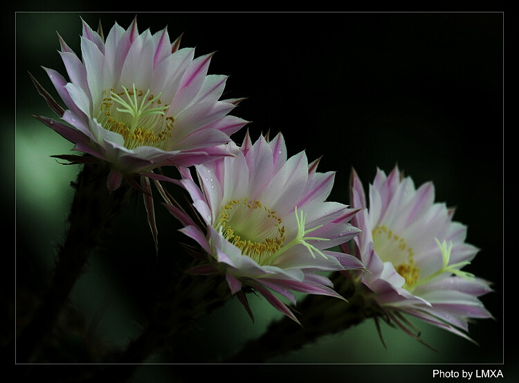 IMG_9430ss.jpg
