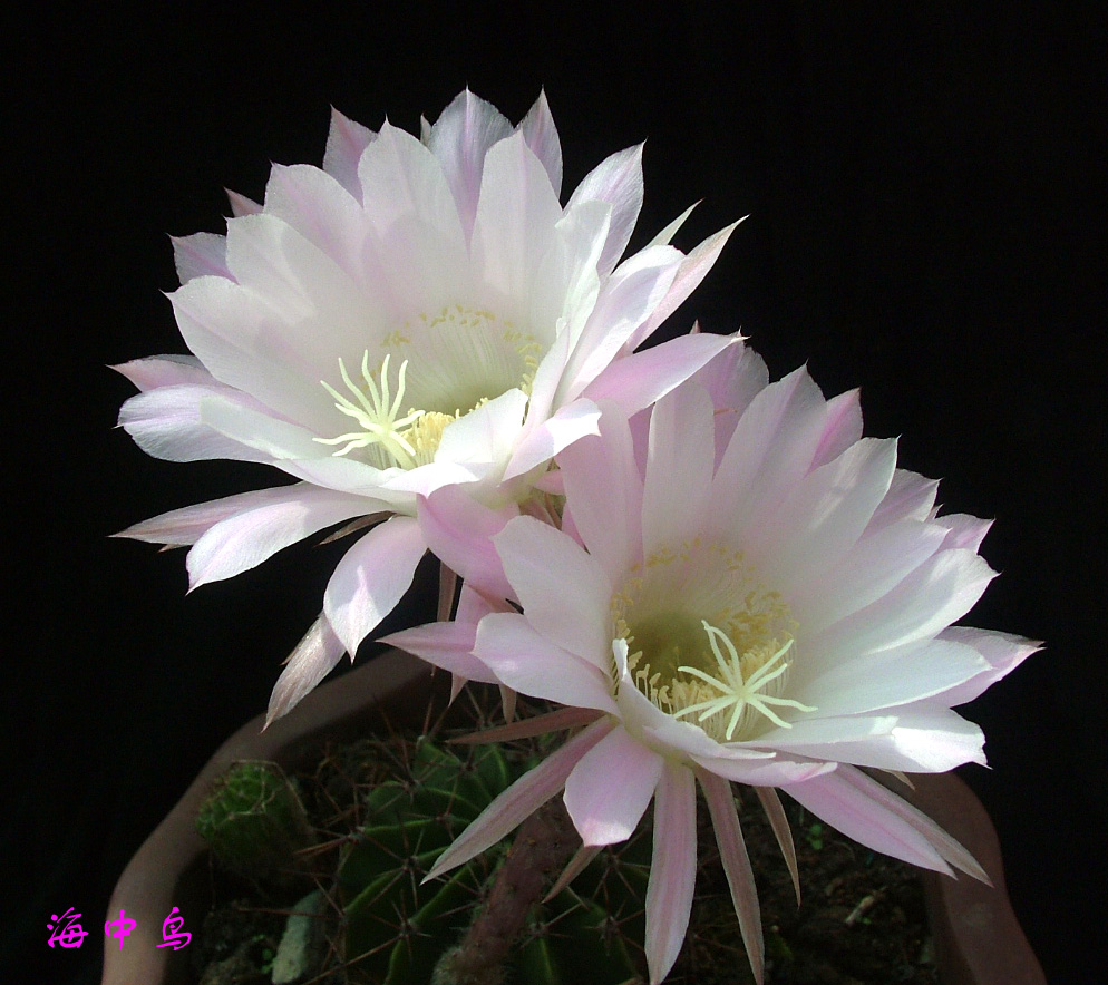仙人球花 007.jpg